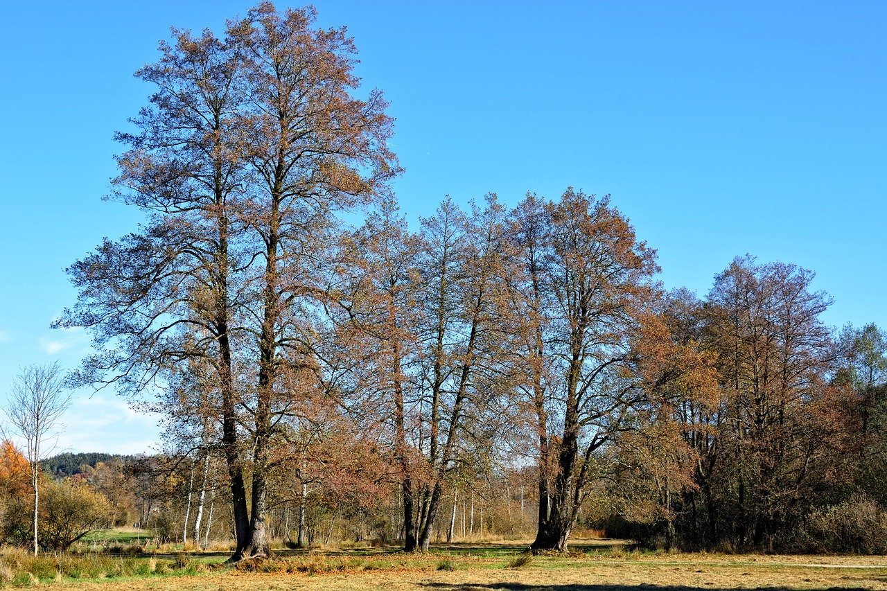 trees autumn sky free photo