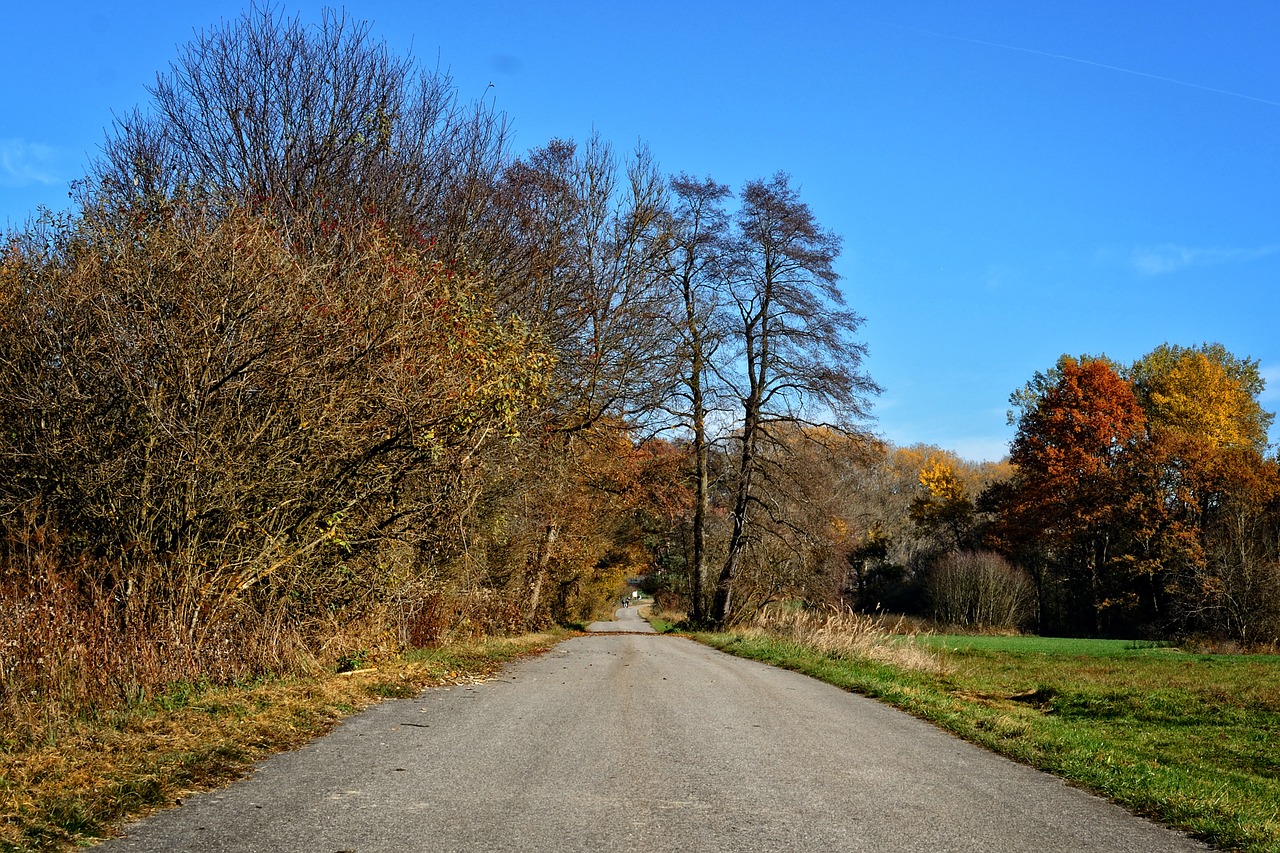 trees autumn away free photo