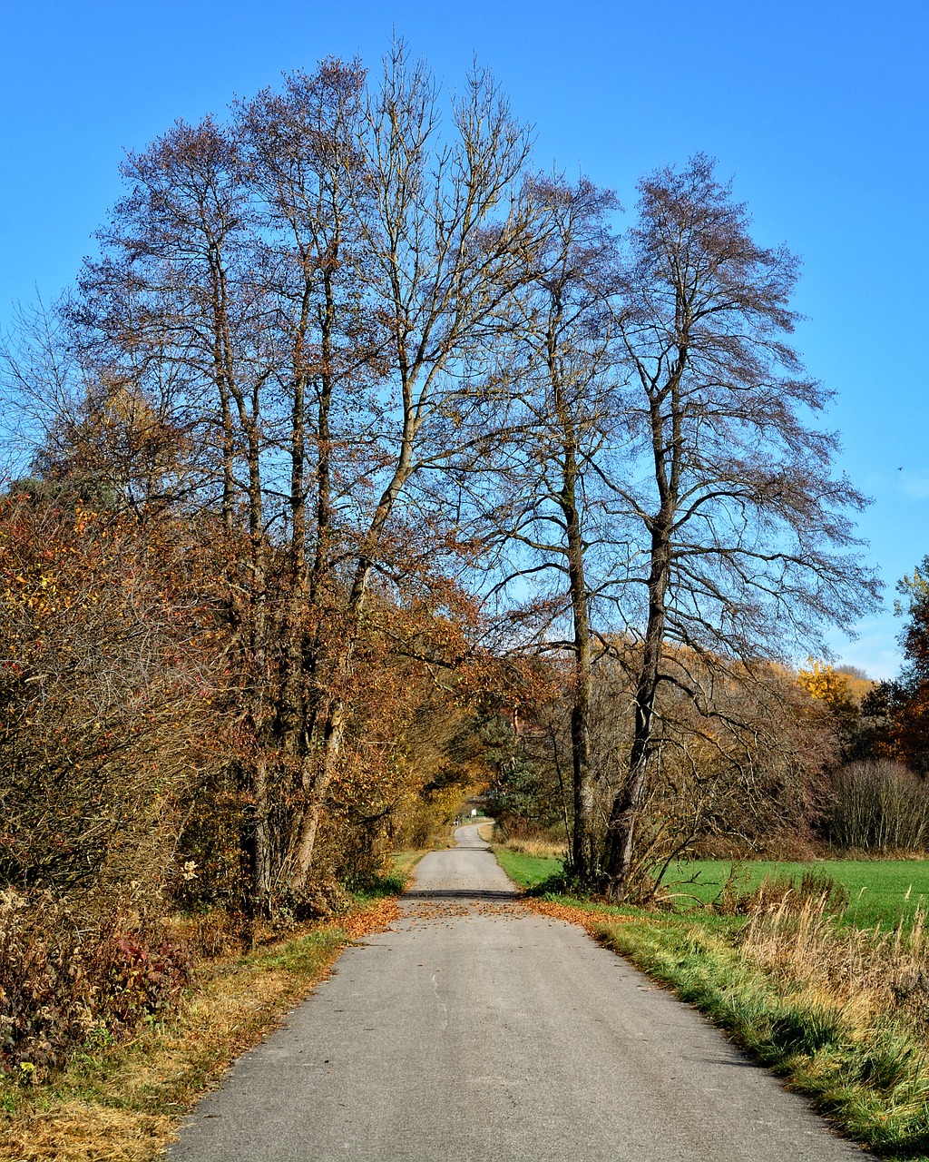 trees autumn away free photo