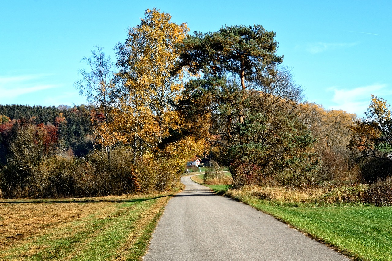 trees autumn away free photo