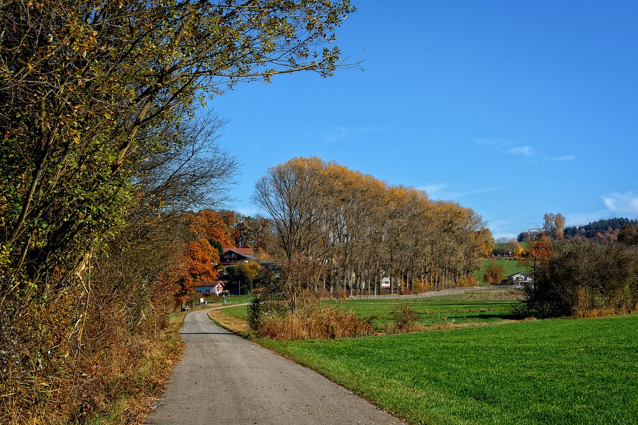 trees autumn away free photo