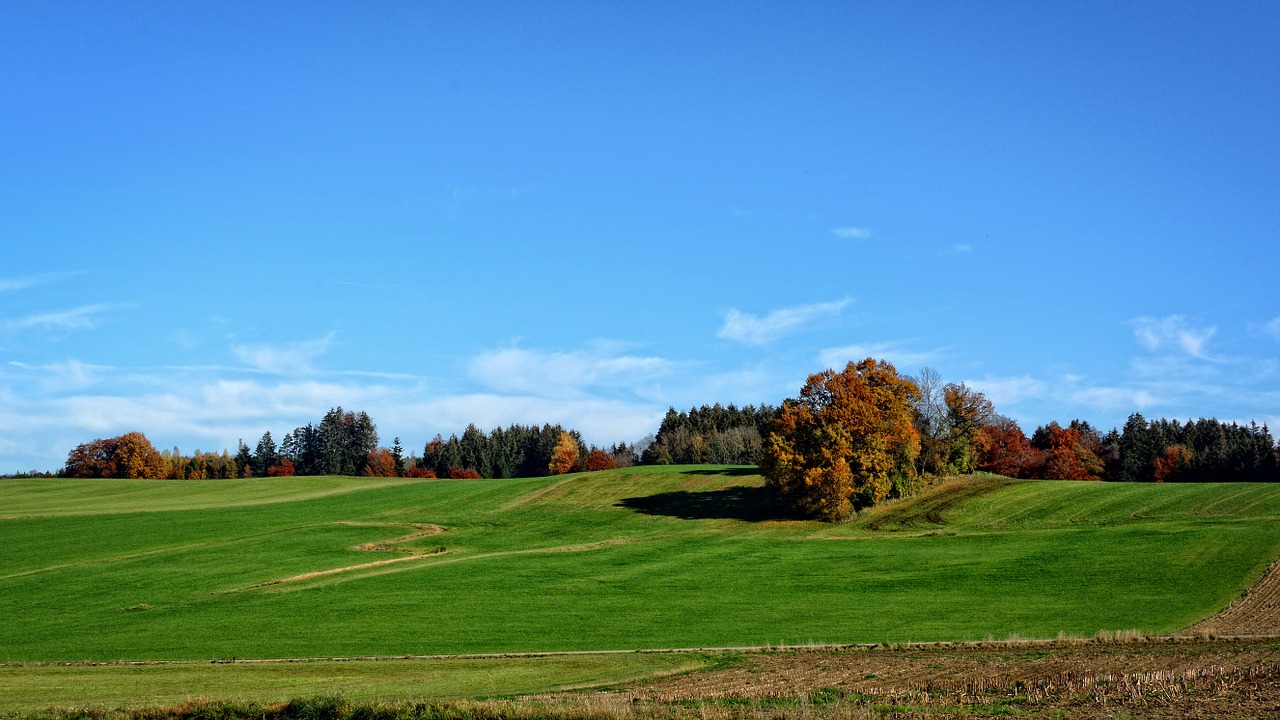 trees autumn sky free photo