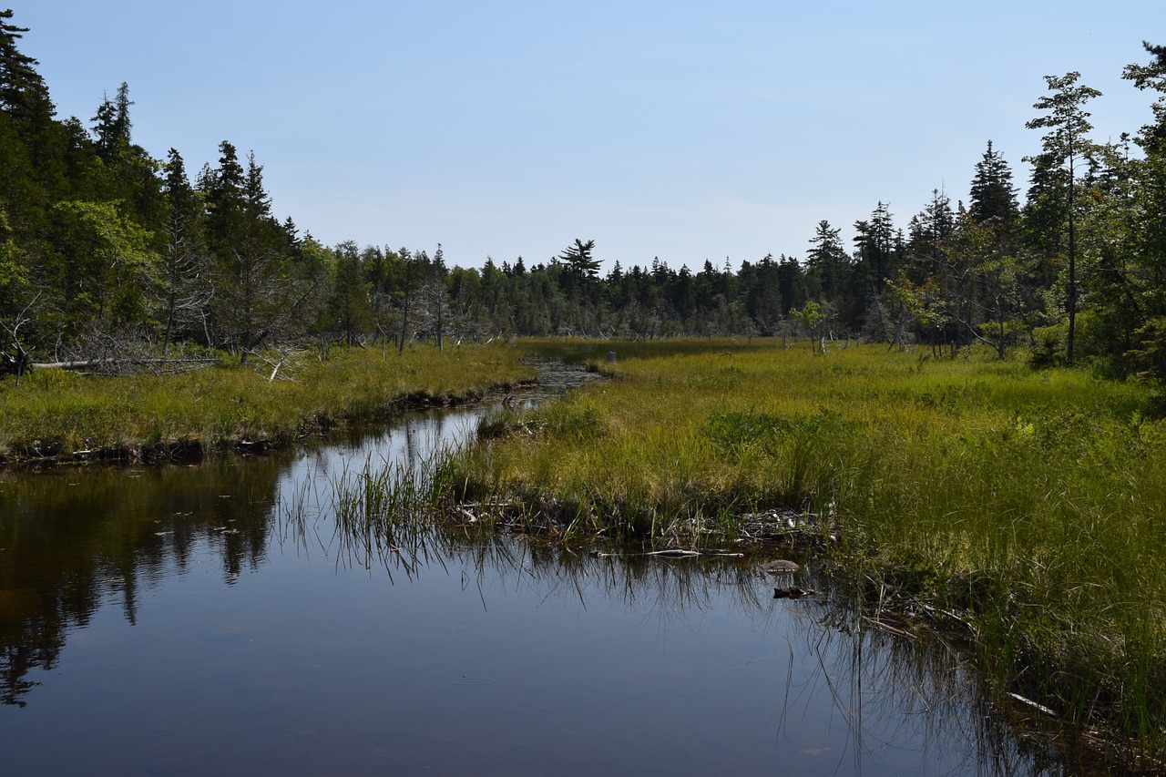 swamp pine scene free photo