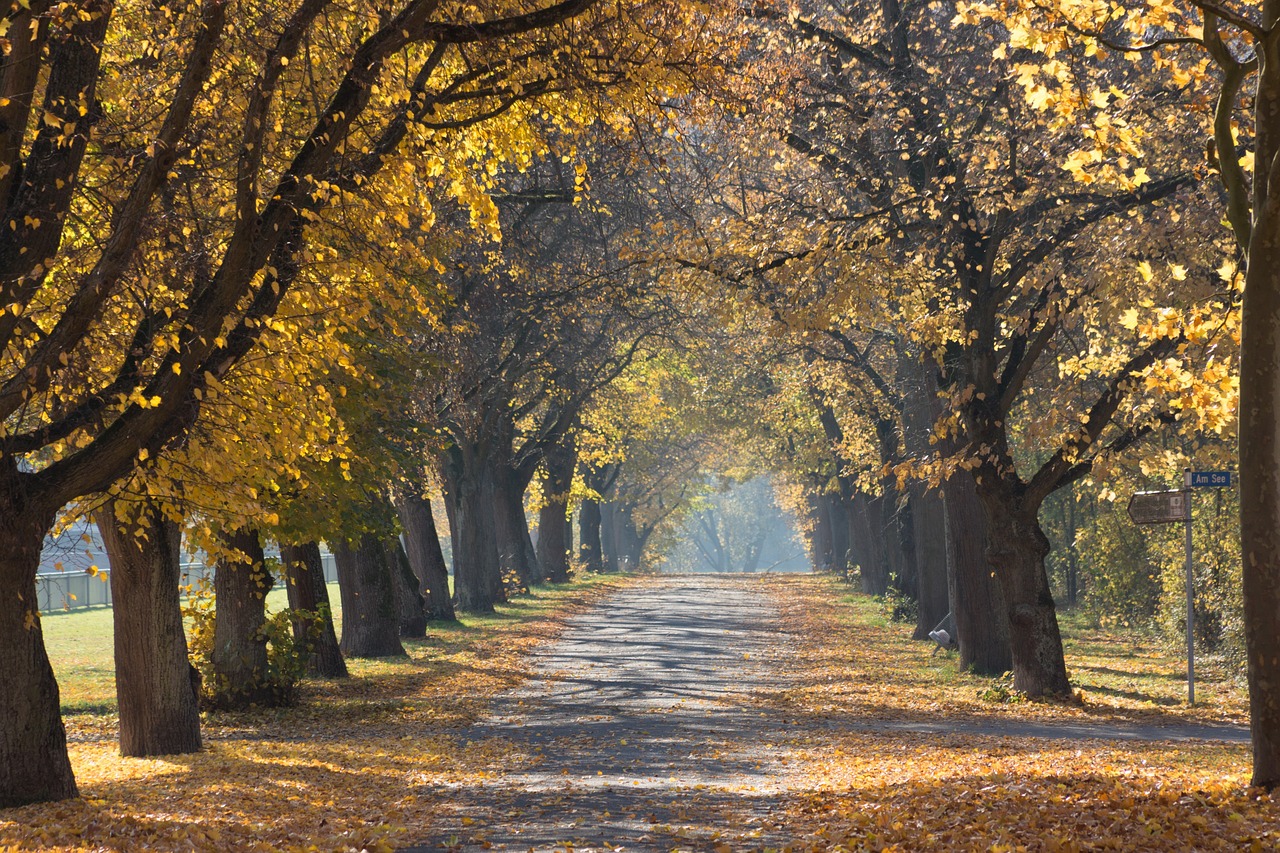 trees walking path park free photo