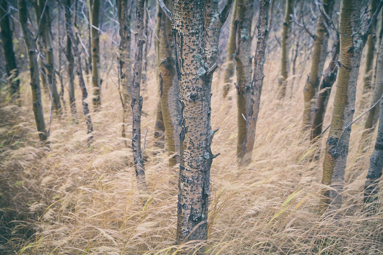 trees long grass forest free photo