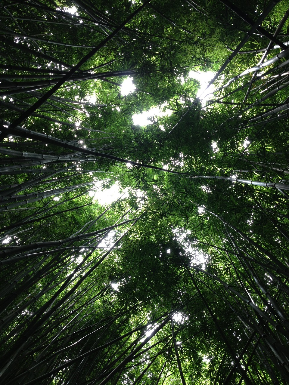 trees perspective forest free photo