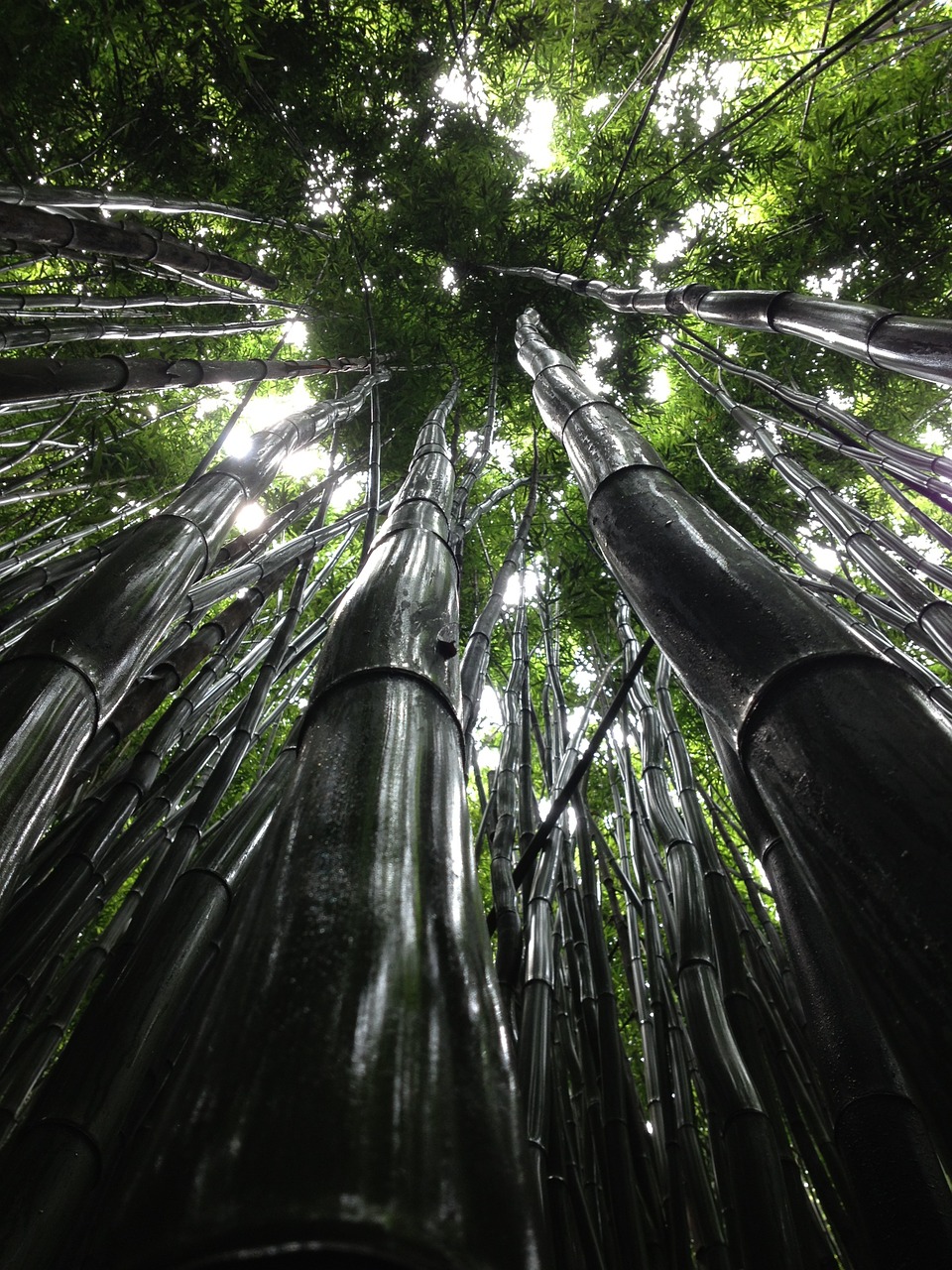 trees perspective foliage free photo