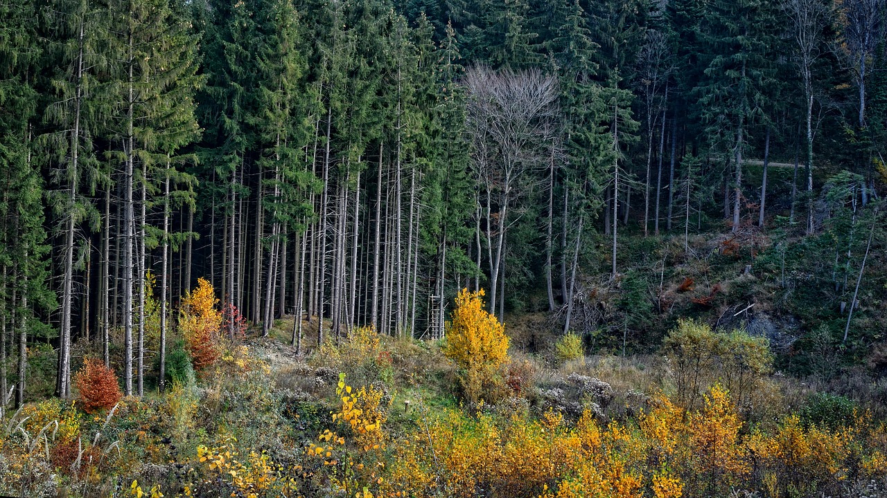 trees forest firs free photo