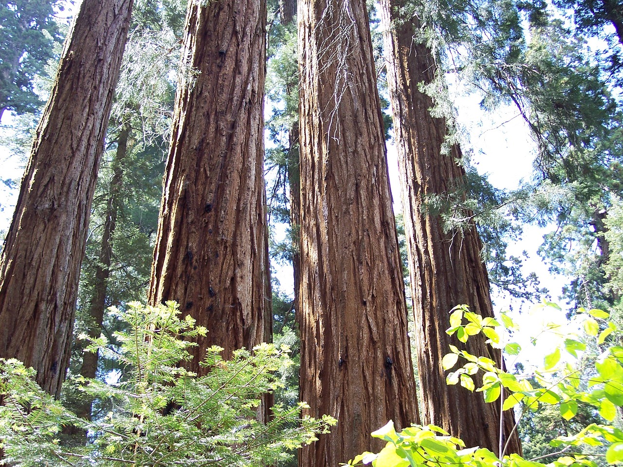 sequoia grants grove mammoth trees free photo