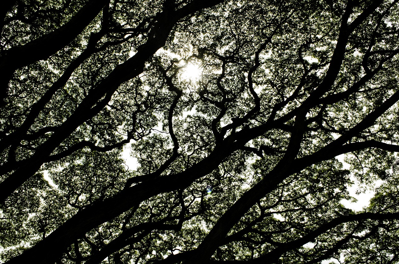 trees contrast sky free photo