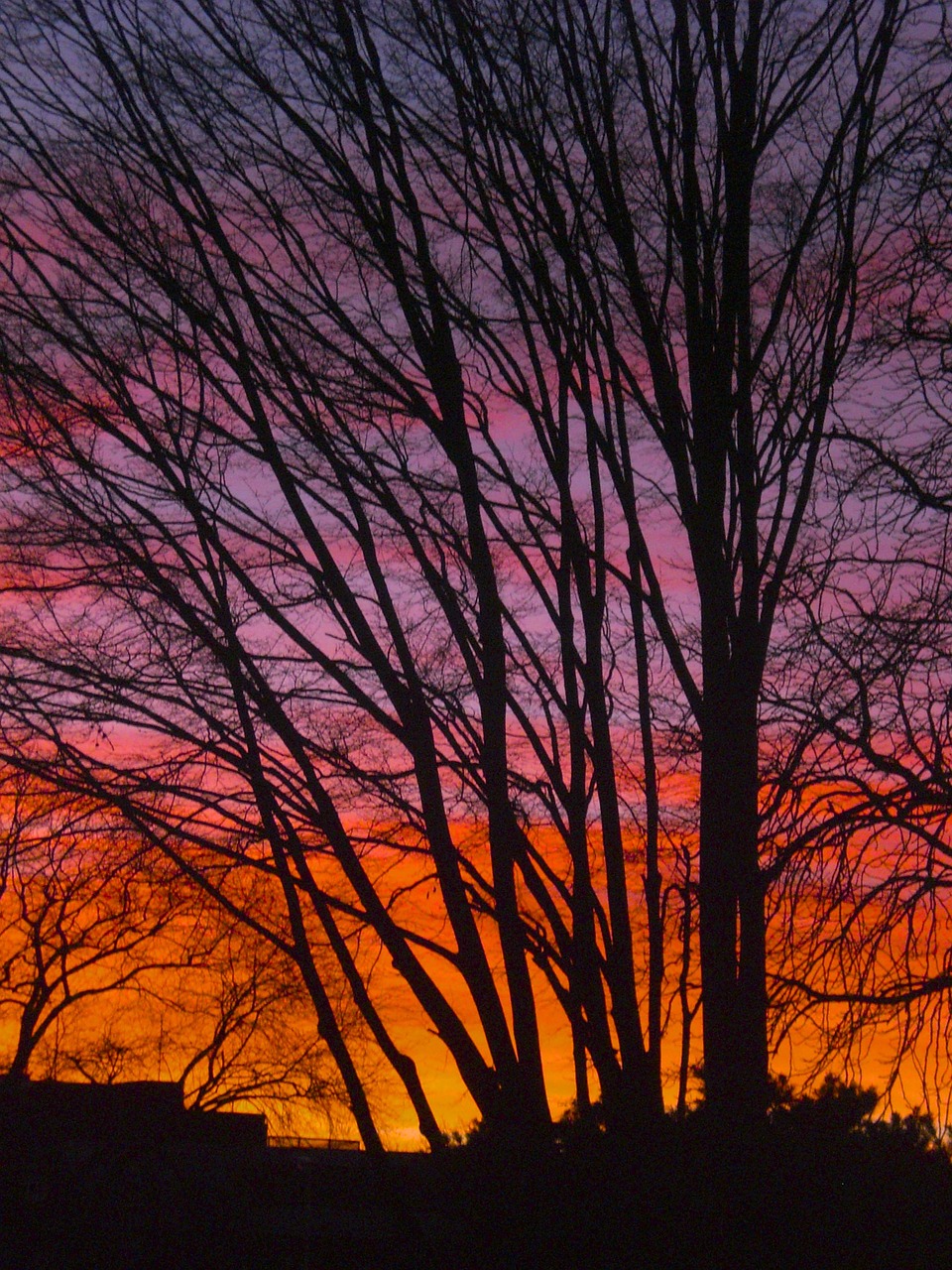 trees sunset twilight free photo
