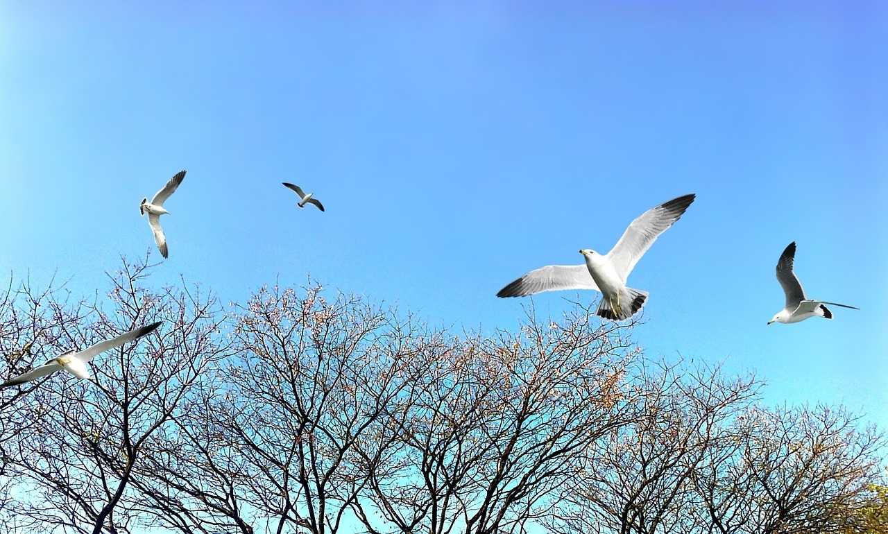 trees park sky free photo