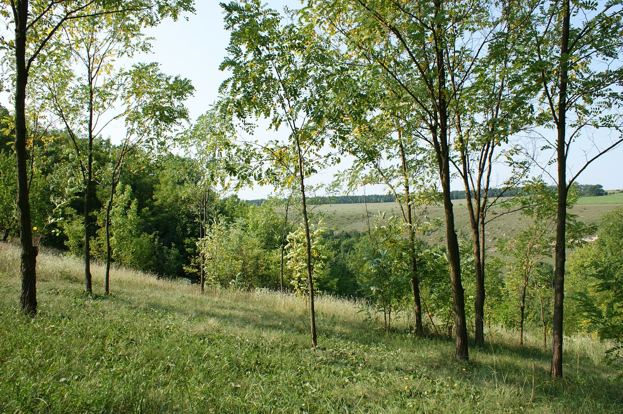 trees tree organic free photo