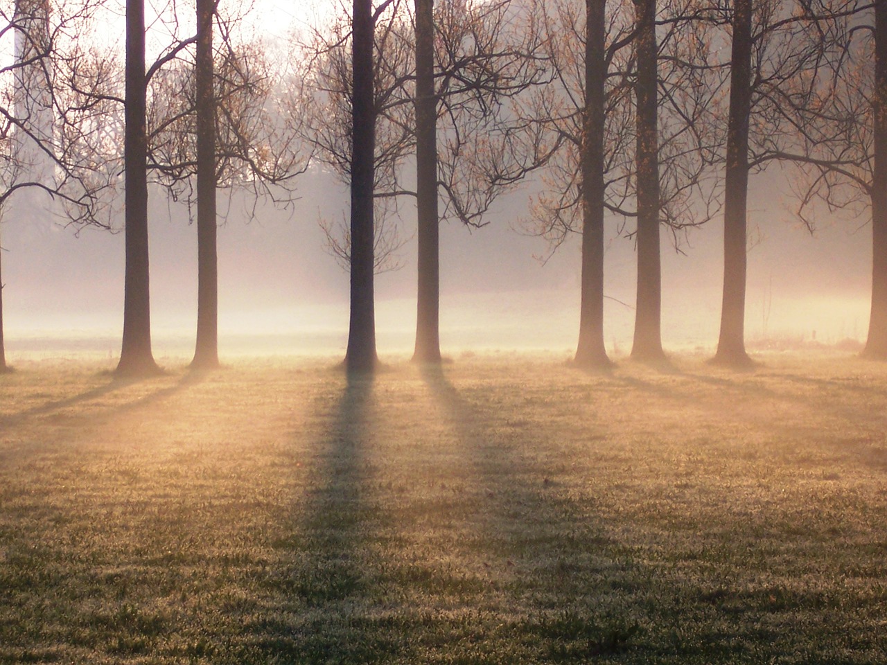 trees mood fog free photo