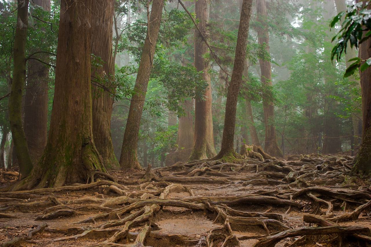 trees roots forest free photo