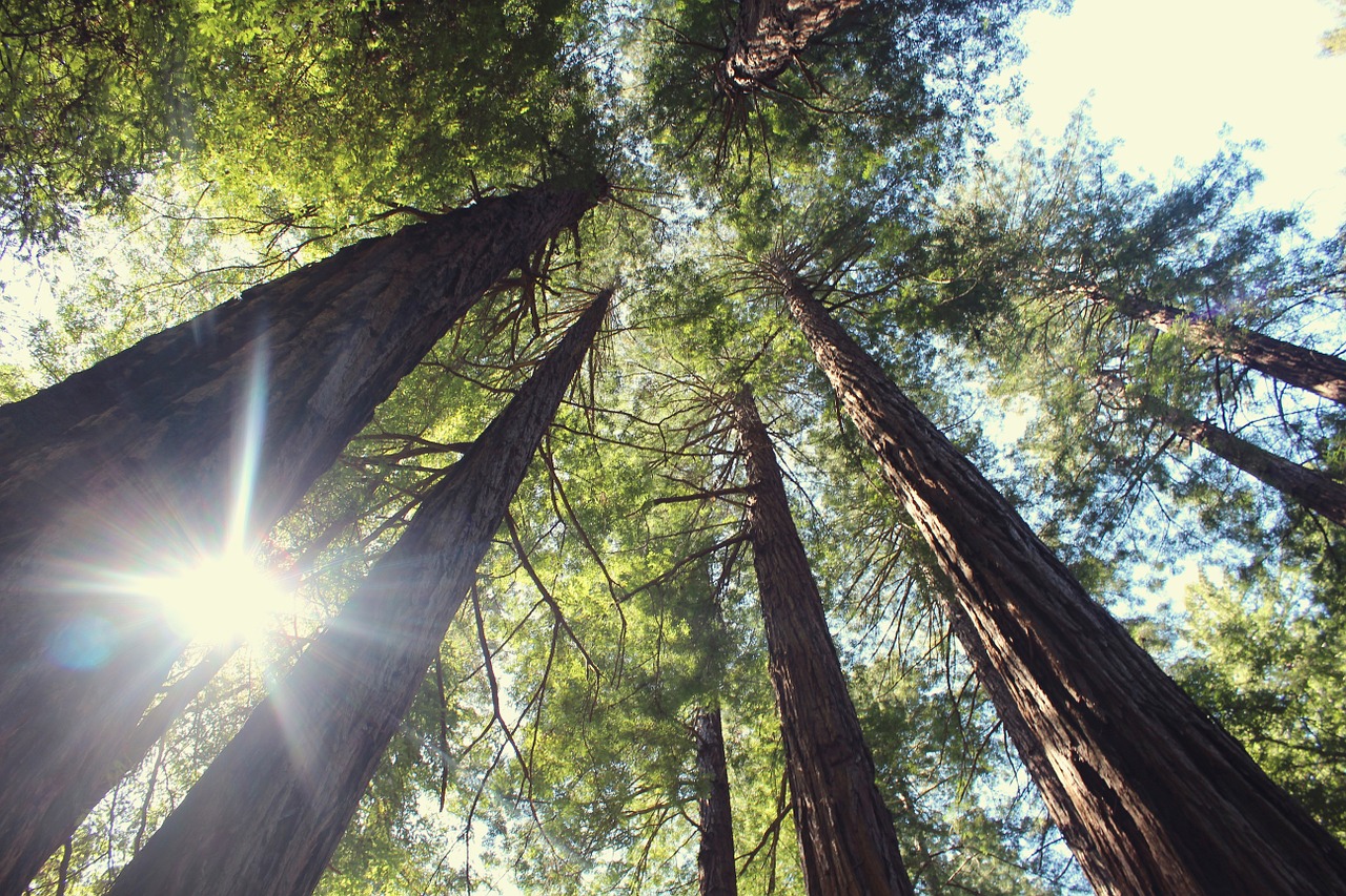 trees vertical nature free photo