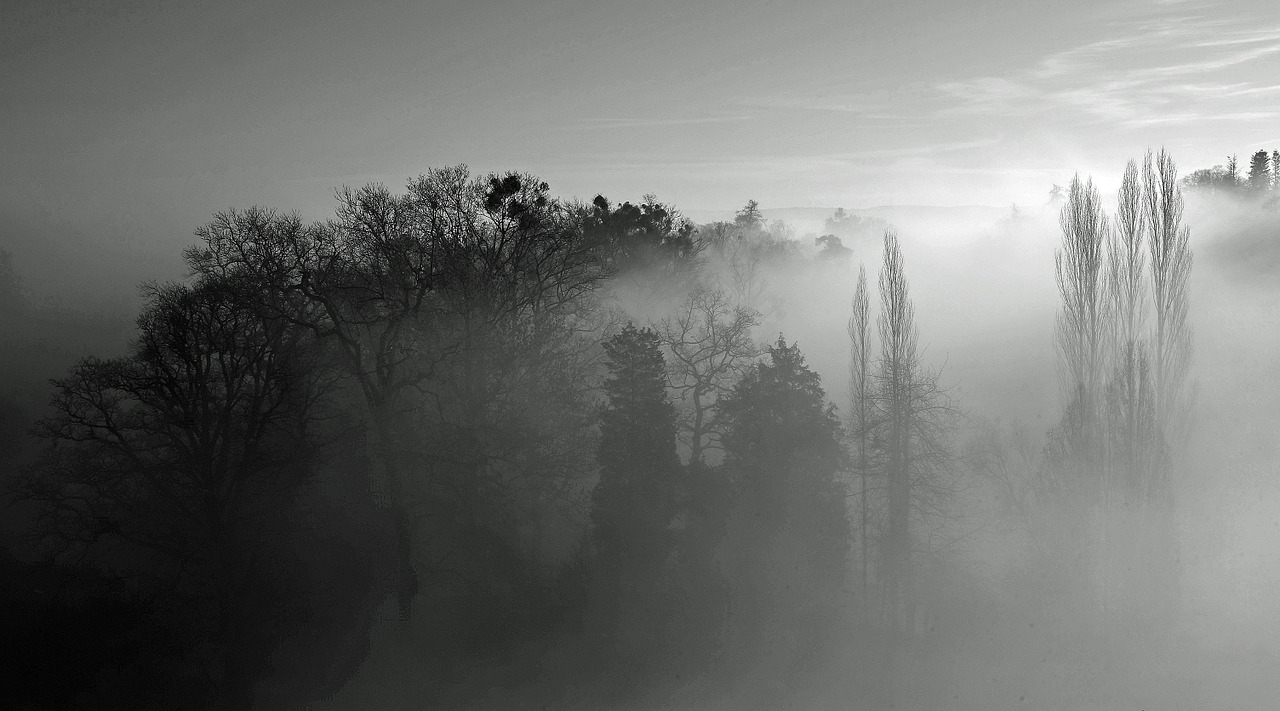 trees sunbeam light free photo