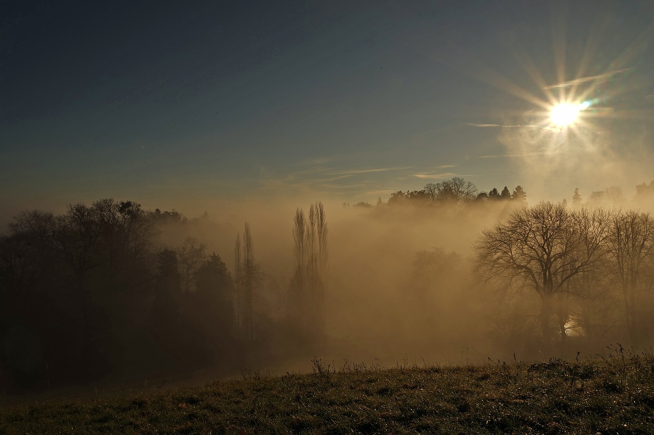 trees sunbeam light free photo