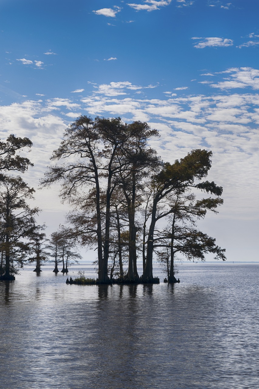 trees in water sky blue free photo