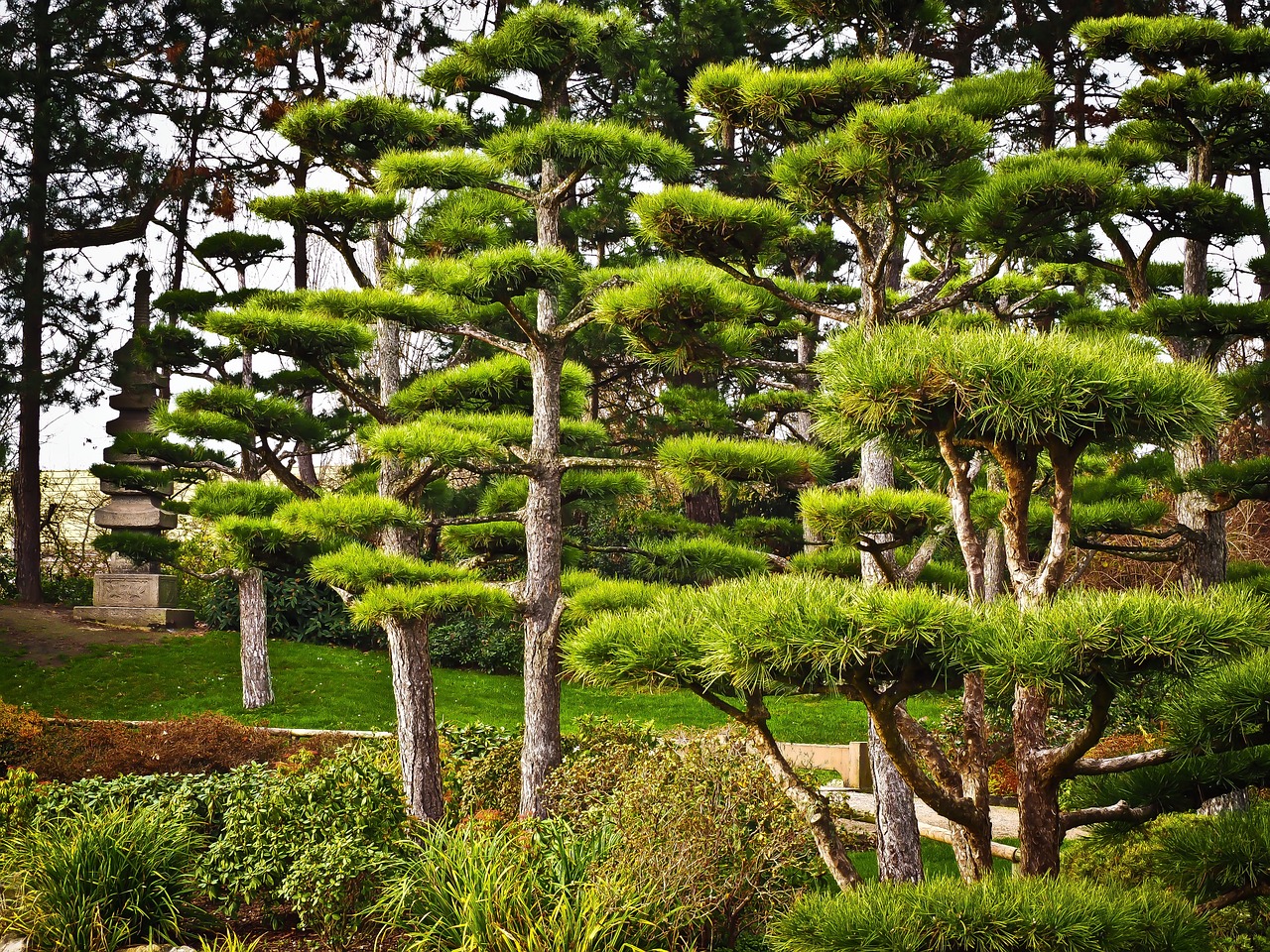 trees japan japanese yew free photo