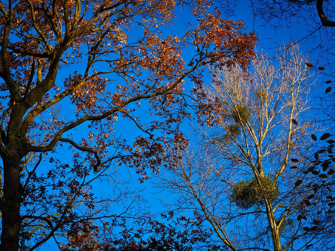 trees autumn golden autumn free photo