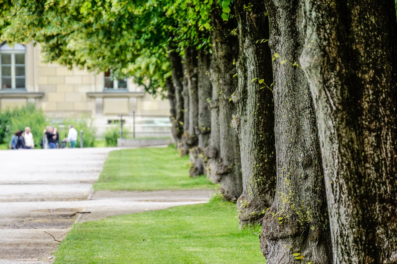 trees park urban free photo