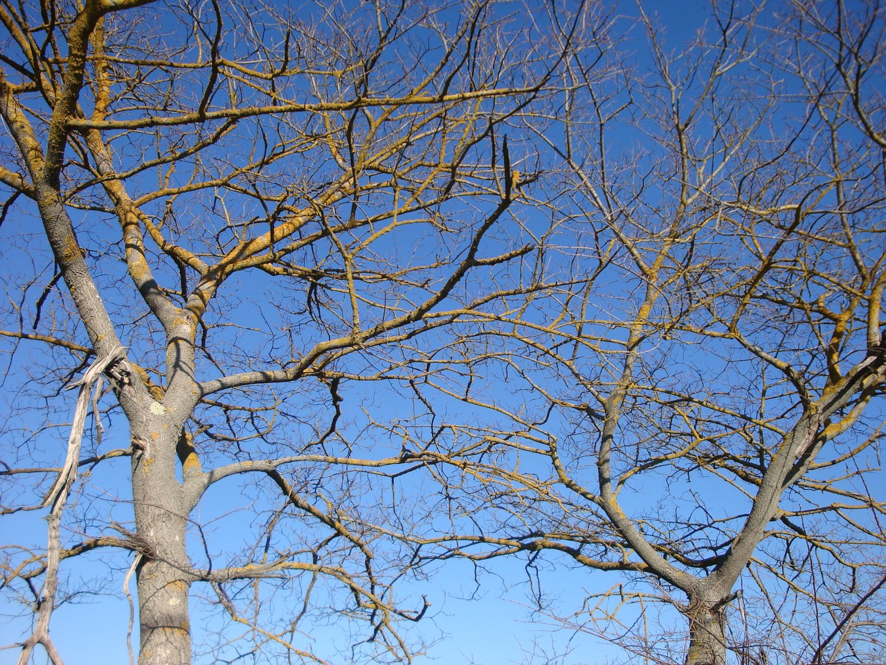 trees branches tree free photo