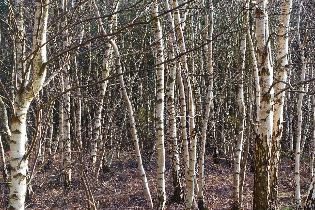 silver birch trees trunks free photo