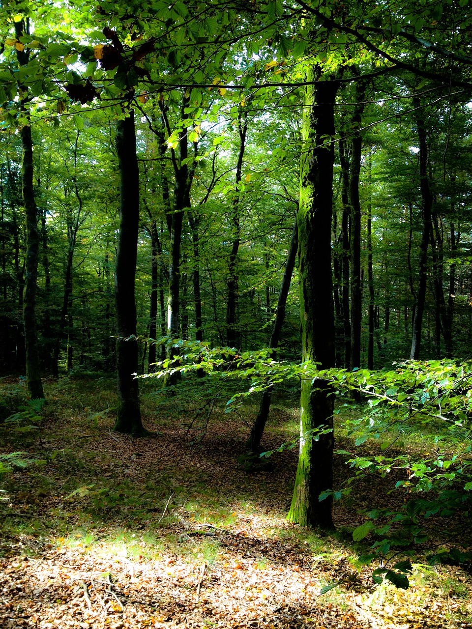 trees undergrowth forest free photo