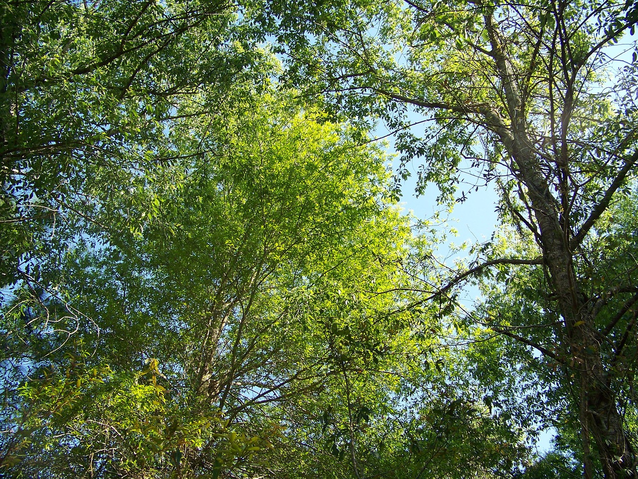 trees spring green free photo