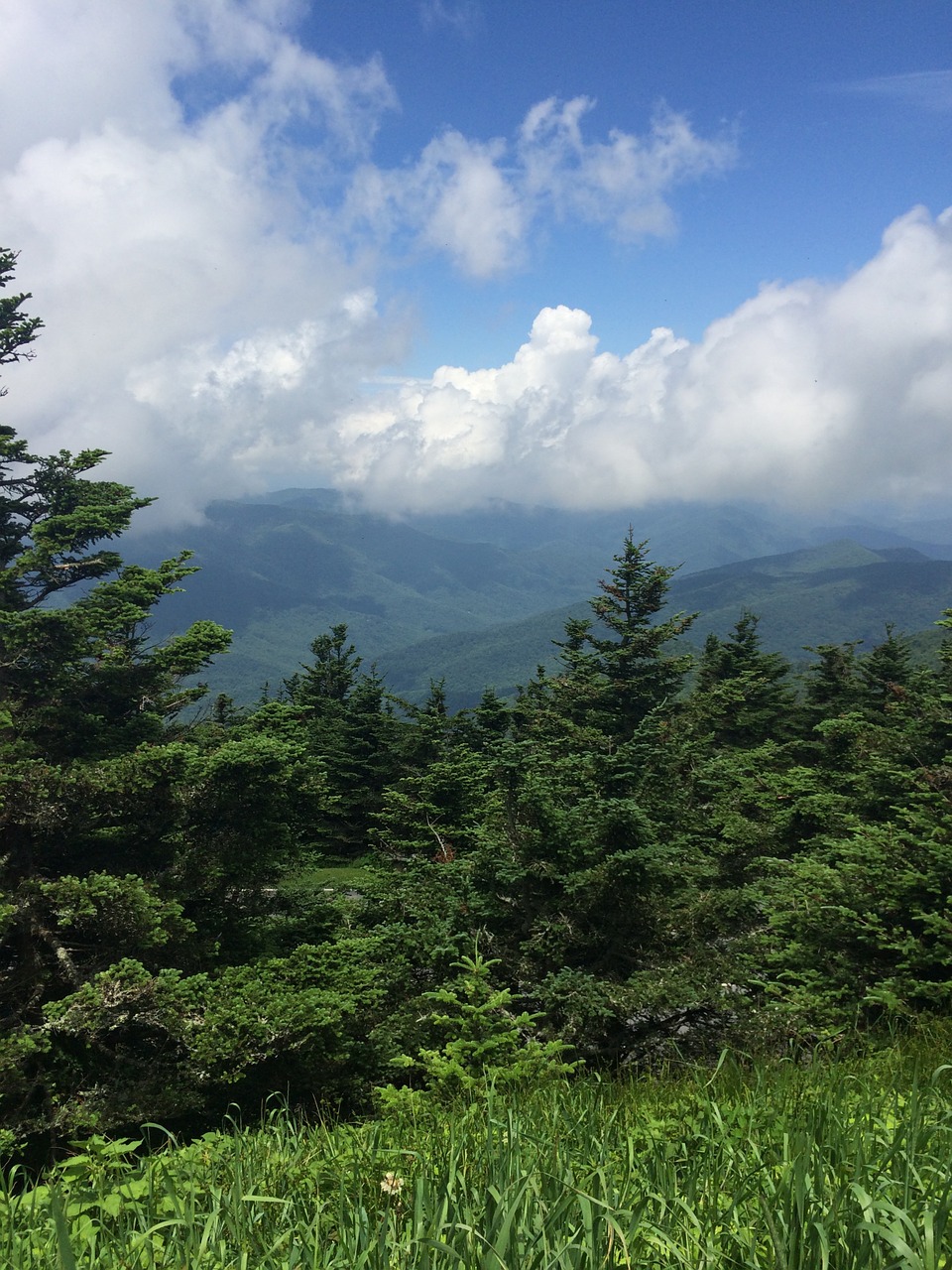 north carolina black mountains pine trees mountains free photo