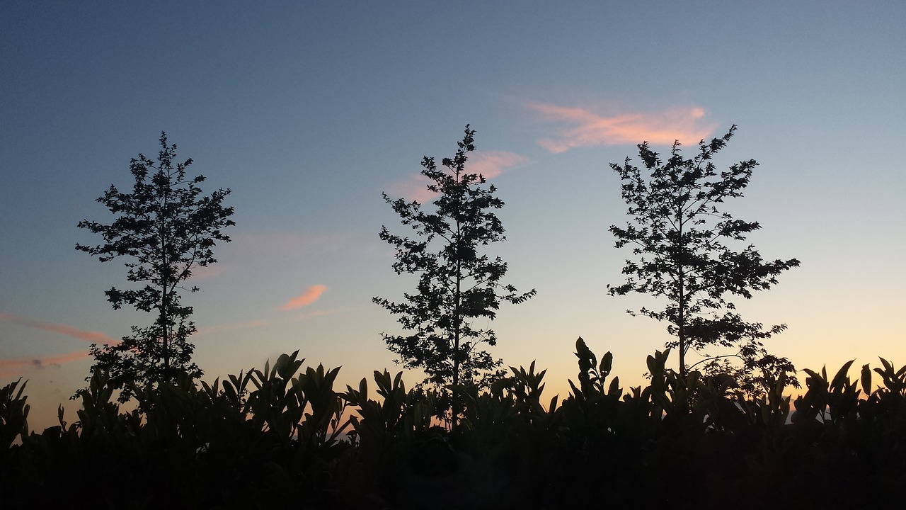 trees clouds evening free photo