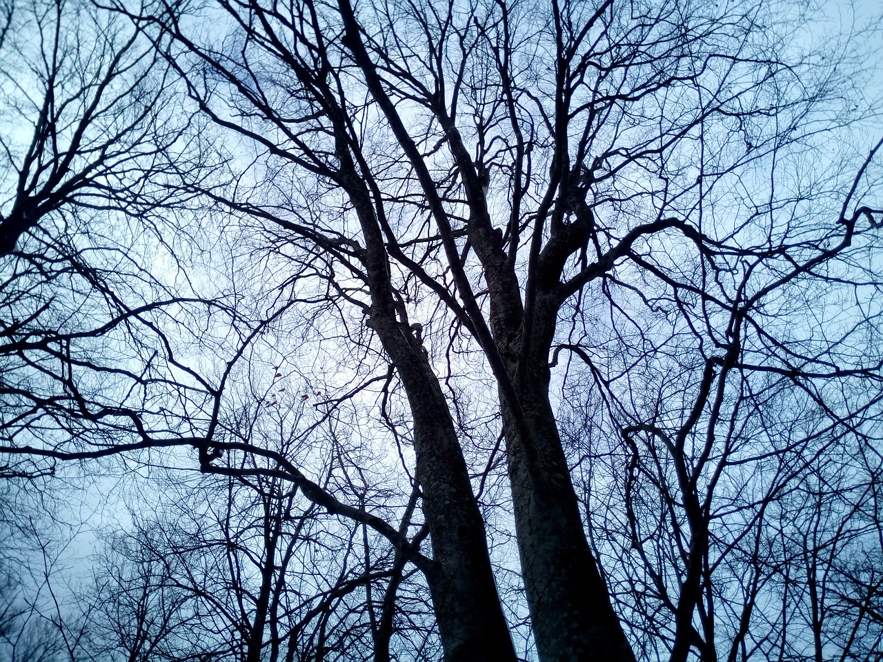 trees heaven branches free photo