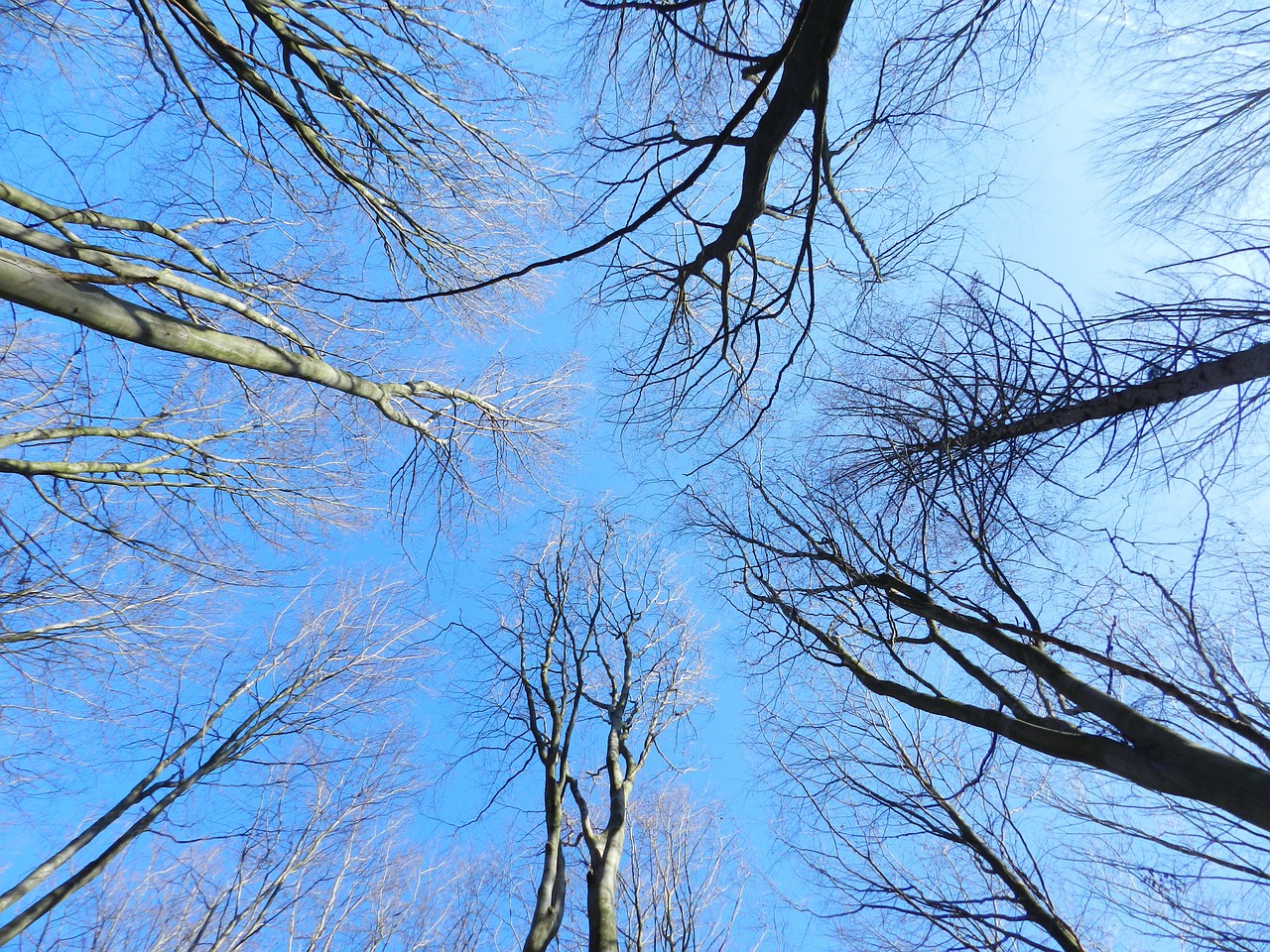 trees nature sky free photo