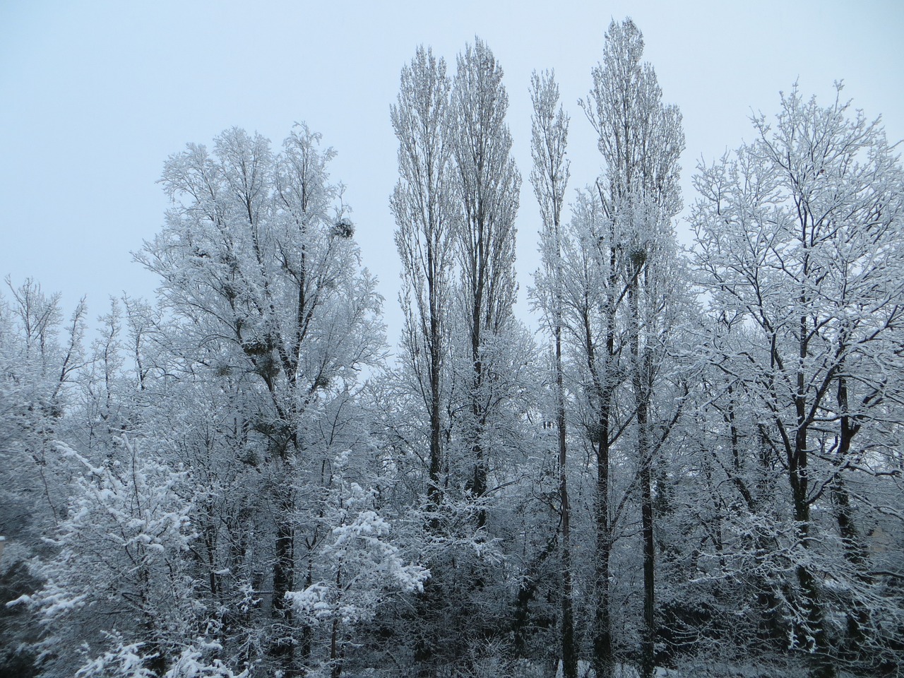 trees snow winter free photo