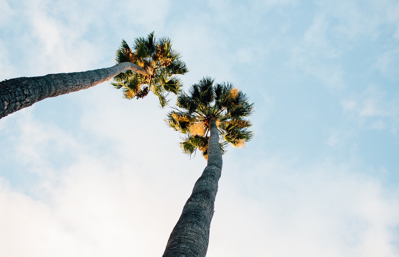 trees palm trees clouds free photo