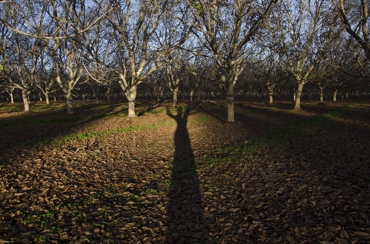 trees shadow orchard free photo
