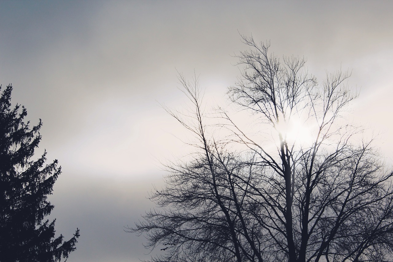 trees back light sun free photo