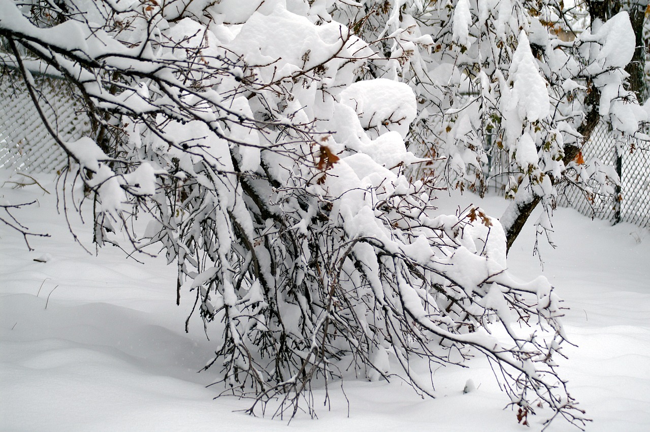 trees snow winter free photo