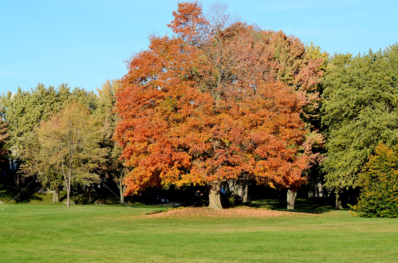 trees spring green free photo