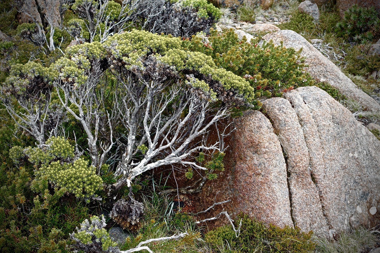 trees rock nature free photo