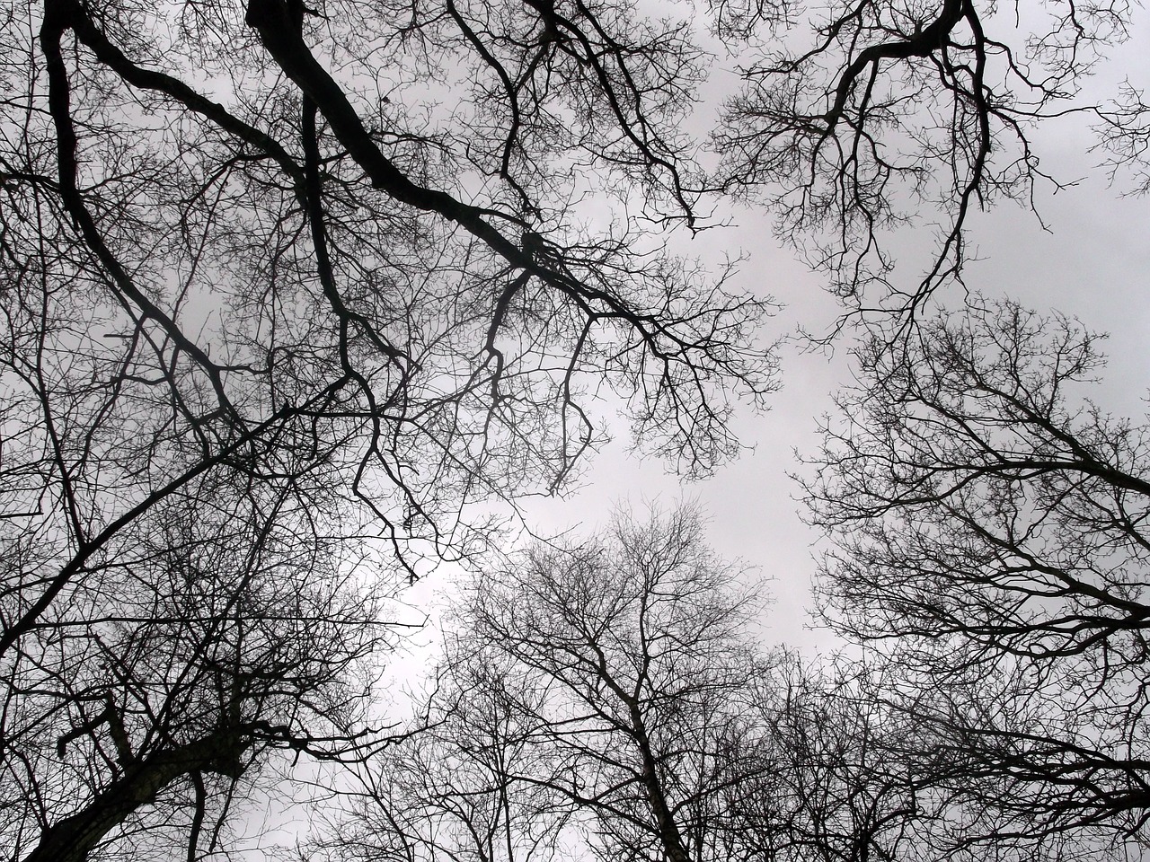 trees winter nature free photo