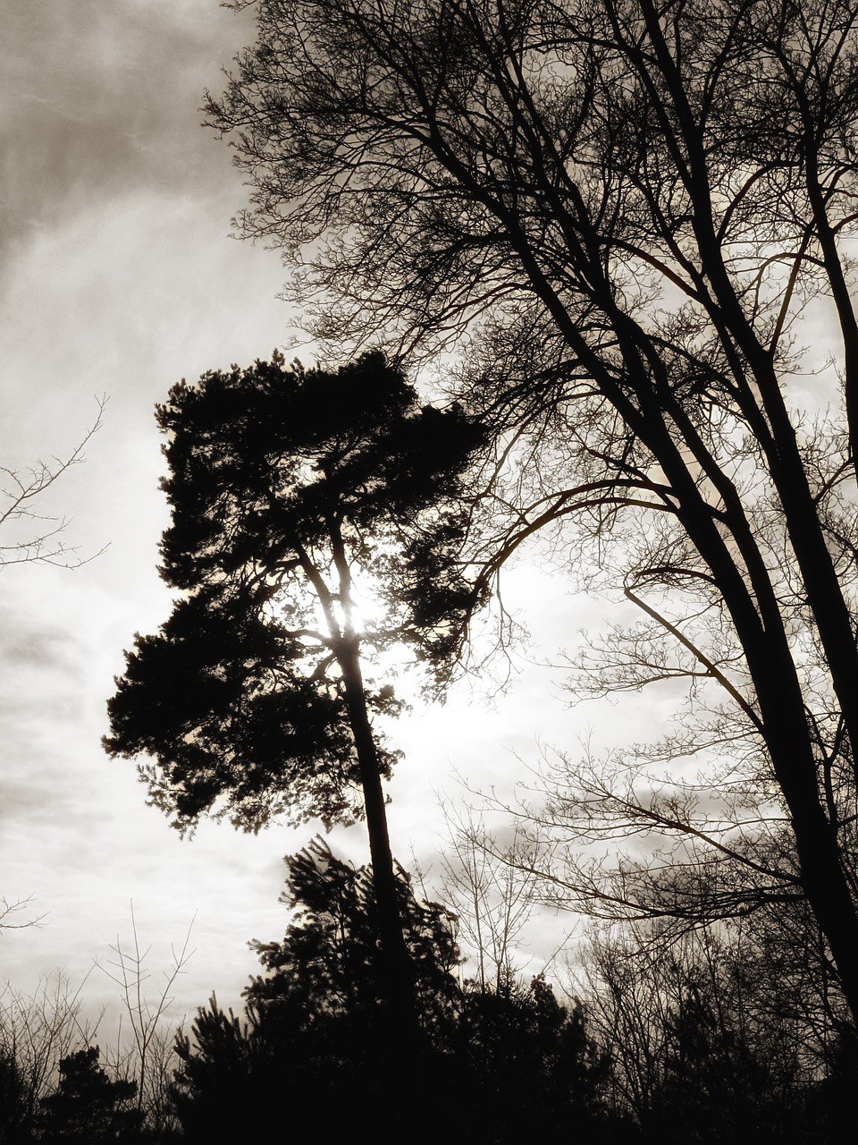 trees landscape mood free photo