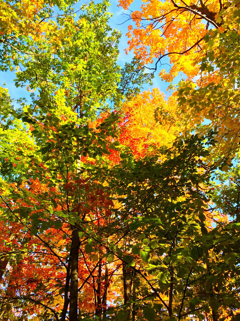 trees leaves nature free photo