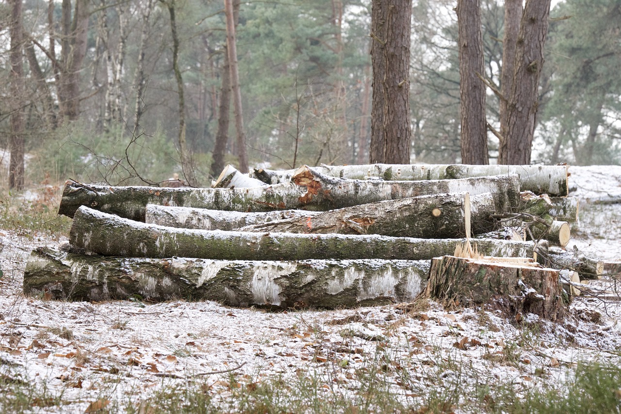 trees nature forest free photo