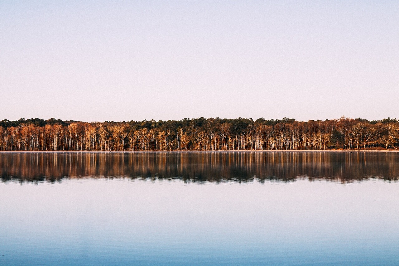 trees lake reflection free photo