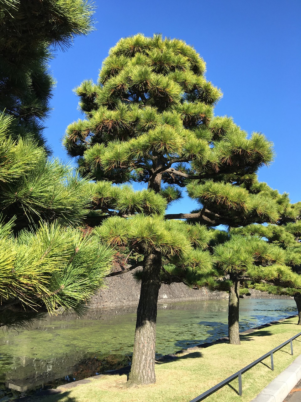 trees landscape japan free photo