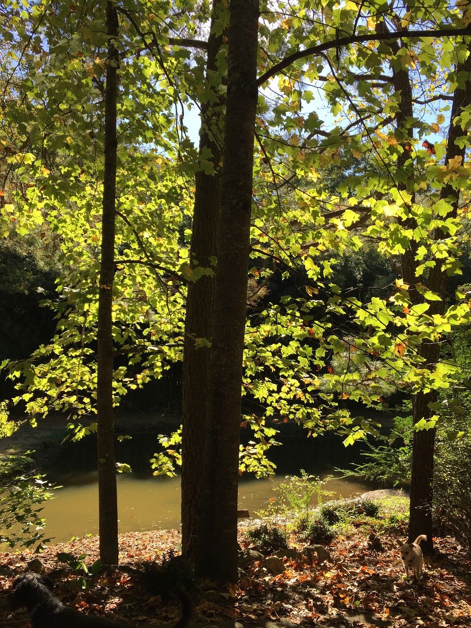 forest trees sunshine free photo