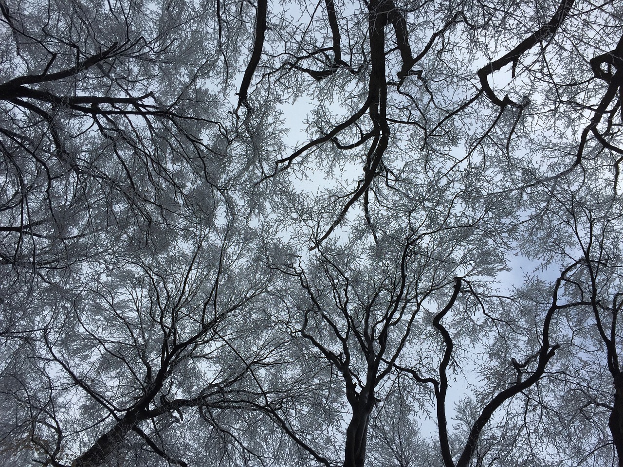 trees sky nature free photo