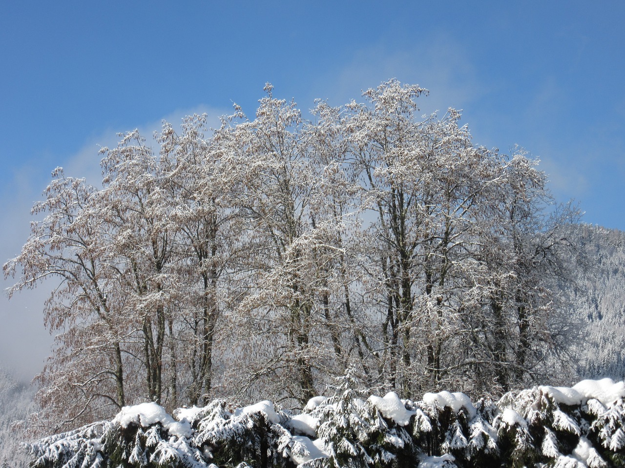 trees new zealand winter magic free photo